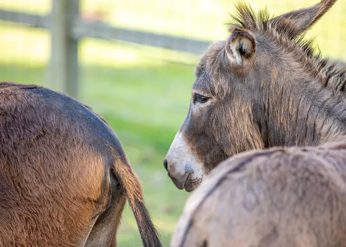 Lodge Ben's - De Hollandse Boerderij *